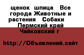 щенок  шпица - Все города Животные и растения » Собаки   . Пермский край,Чайковский г.